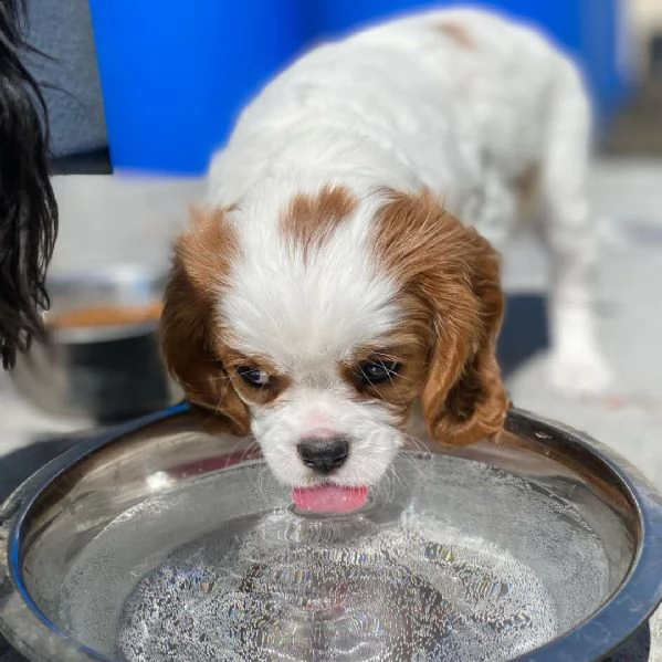 cuccioli di cavalier king  femminucce e maschietti disponibili per l'adozione gratuita i cuccioli 