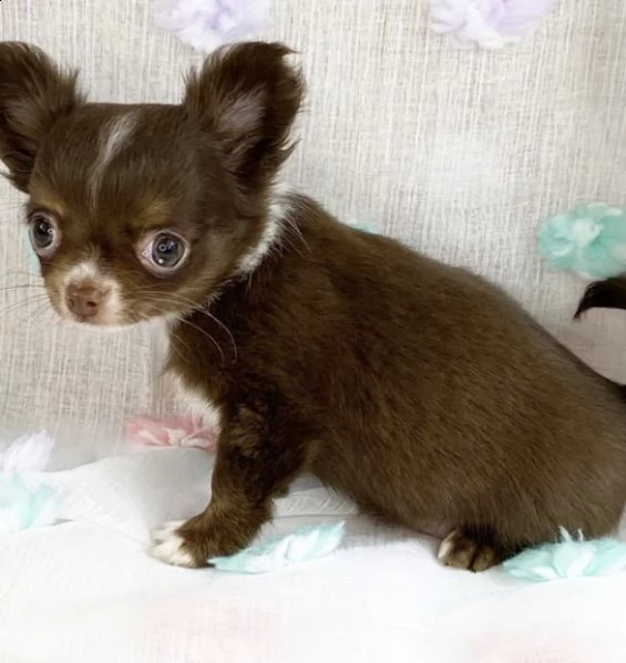 regalo adorabili cuccioli  chihuahua femminucce e maschietti disponibili