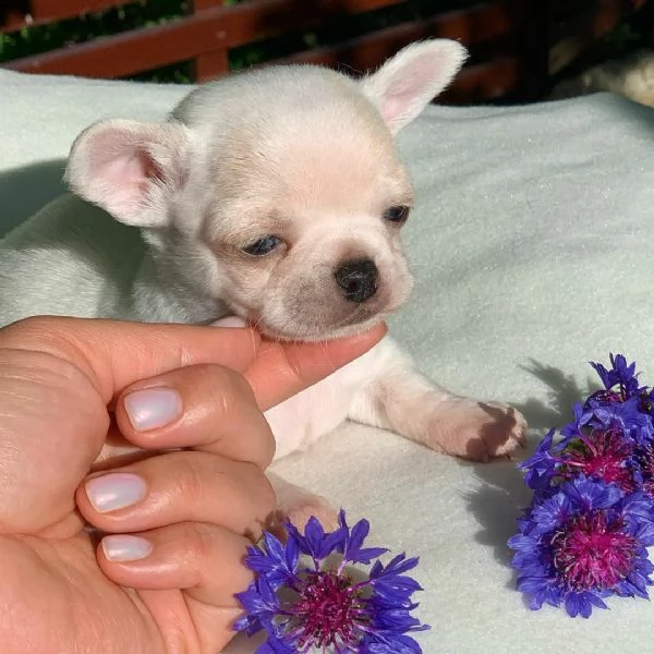 cuccioli di chihuahua femminucce e maschietti disponibili .