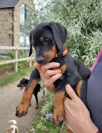 dobermann splendidi cuccioli di tre mesi