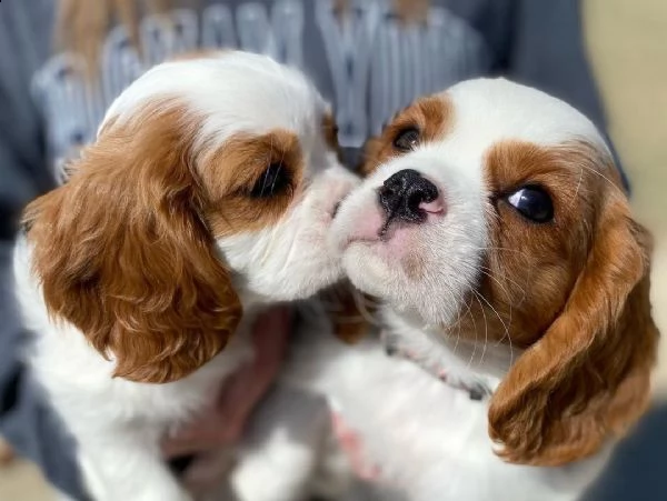  regalo abbiamo cuccioli di cavalier king