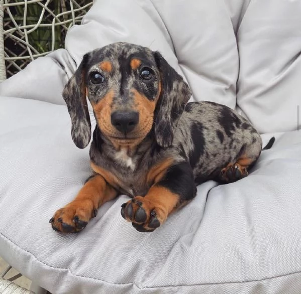   regalo adorabili cuccioli  bassotto femminucce e maschietti