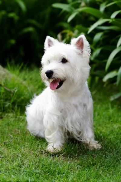 regalo adorabili cuccioli  west highland terrier bianco  femminucce e maschietti