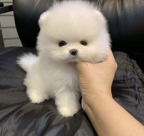  regalo volpino pomerania cuccioli