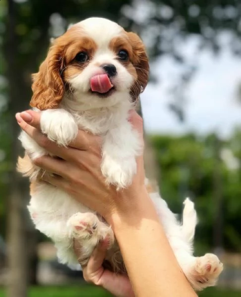 cuccioli di cavalier king  femminucce e maschietti per l'adozione gratuita i cuccioli sono vaccinati