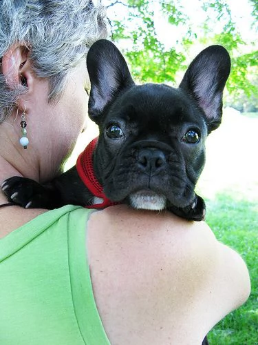 bellissimi cuccioli di bulldog francese