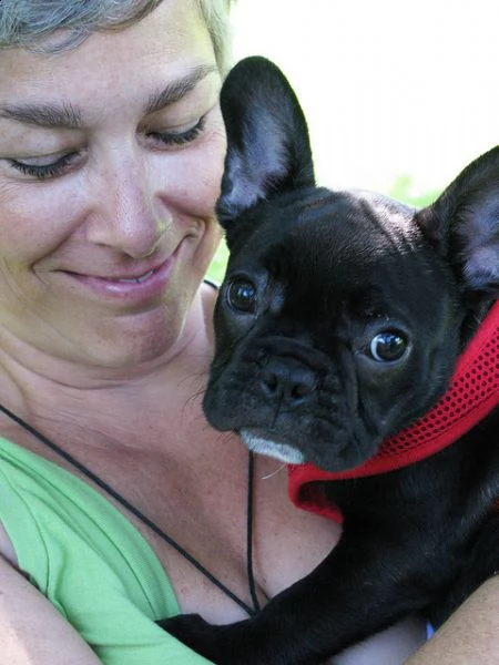 bellissimi cuccioli di bulldog francese | Foto 0