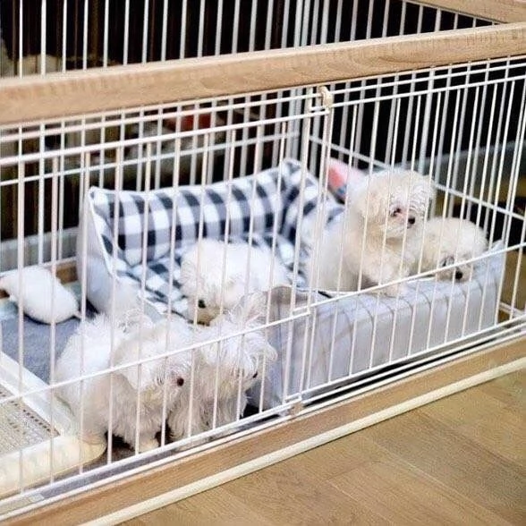  adorabili cuccioli maltese bianco  femminucce e maschietti disponibili