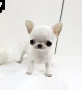 disponibili cuccioli di chihuahua maschio e femmina