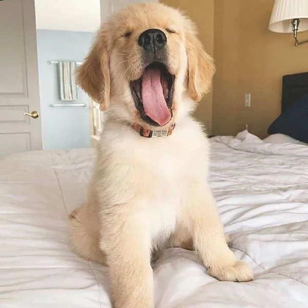 regalo adorabili cuccioli golden  retriever  femminucce e maschietti