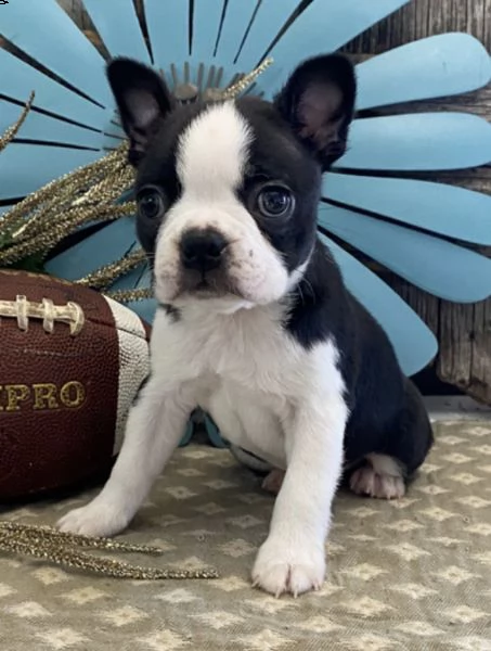 regalo adorabili cuccioli  boston terrier    femminucce e maschietti