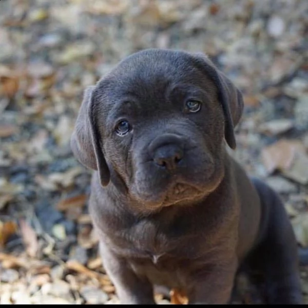 regalo abbiamo cuccioli di cane corso