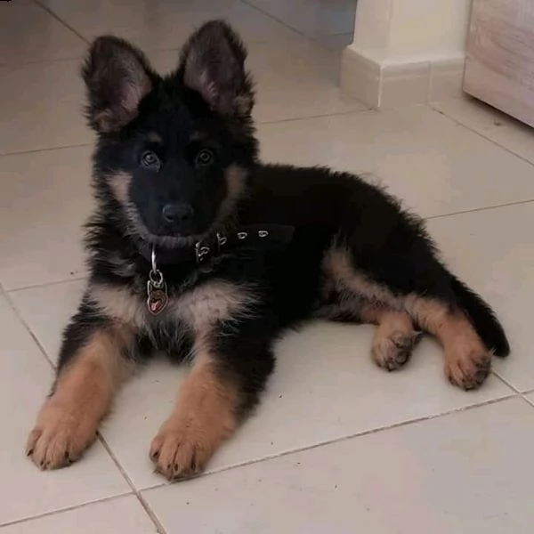 cuccioli di german shephards  femminucce e maschietti per l'adozione gratuita i cuccioli