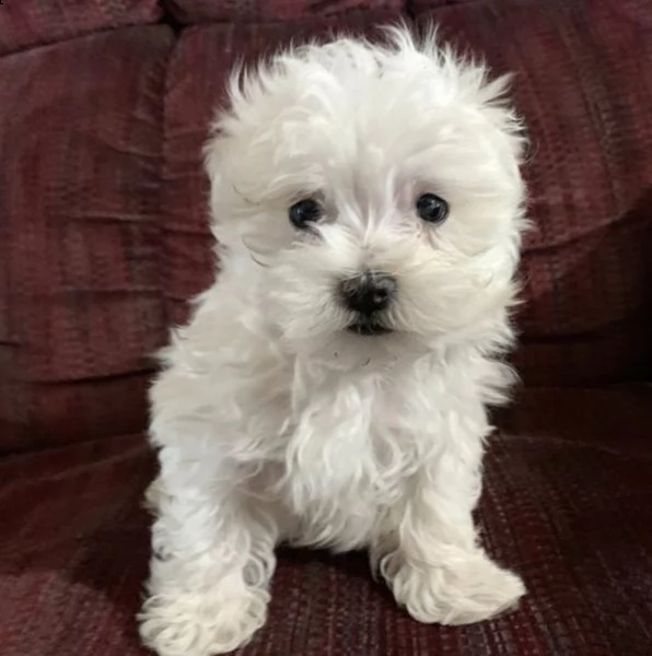  adorabili cuccioli   maltese   bianco  femminucce e maschietti disponibili