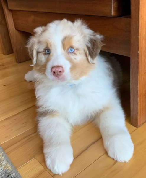 cuccioli di san bernardo per adozione