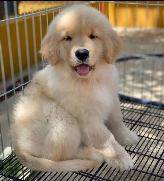 regalo cuccioli golden retriever