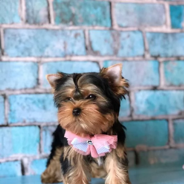 regalo cuccioli yorkshire  maschio e femmina