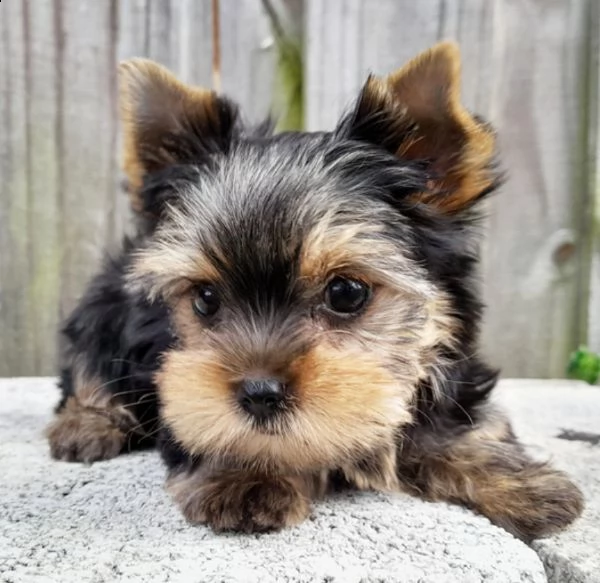 regalo yorkshire cuccioli, maschio e femmina