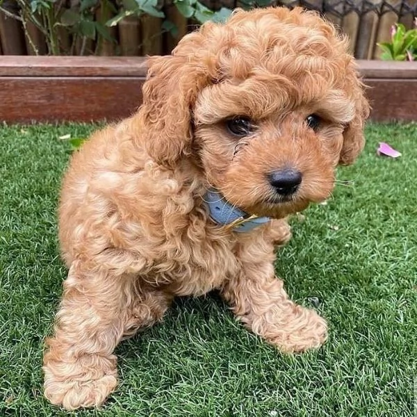 cuccioli di barboncini toy