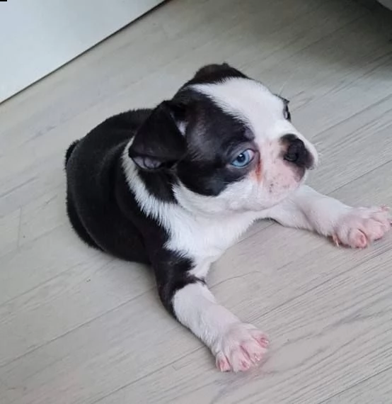 regalo cuccioli boston terrier 