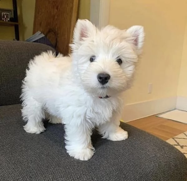 regalo adorabili cuccioli     maltese  femminucce e maschietti