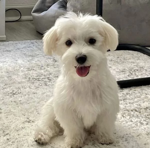 adorabili cuccioli maltese     femminucce e maschietti disponibili