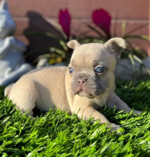 cuccioli di bulldog francese per l'adozione