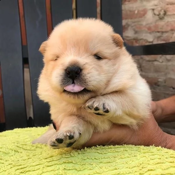  adorabili cuccioli  chow chow  bianco  femminucce e maschietti disponibili