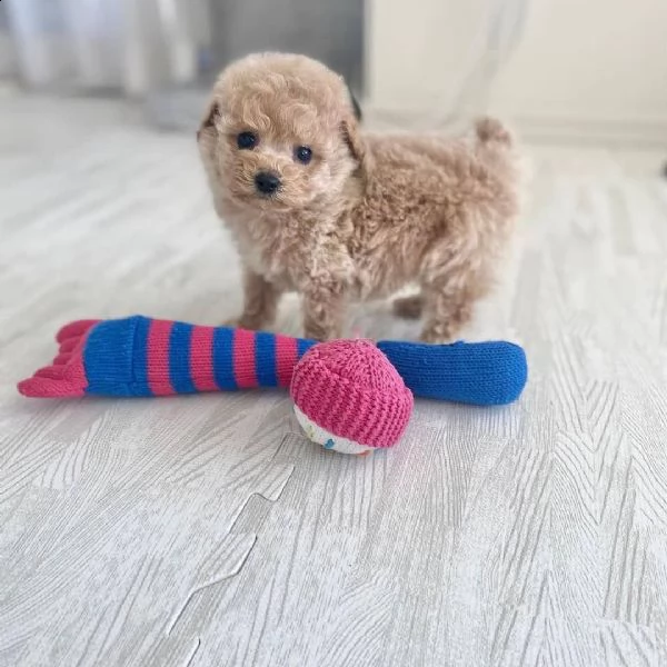 regalo abbiamo cuccioli di barboncino