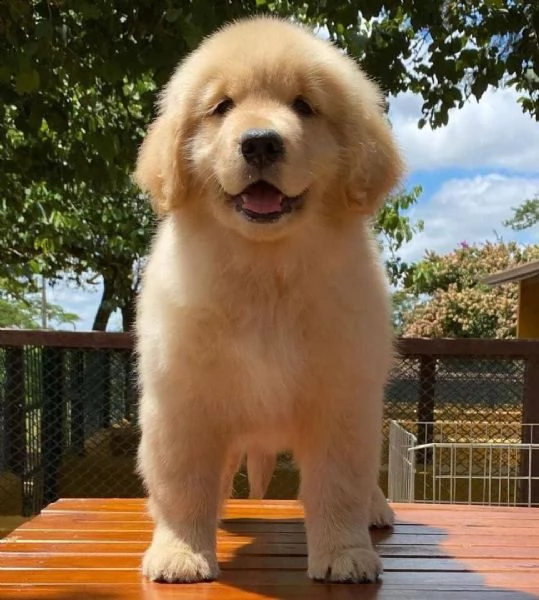 regalo  golden retriever cuccioli con pedigree