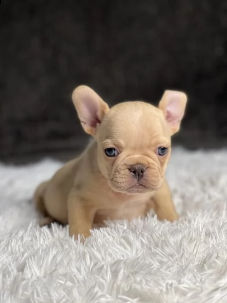 bouledogue francesi di alta genealogia