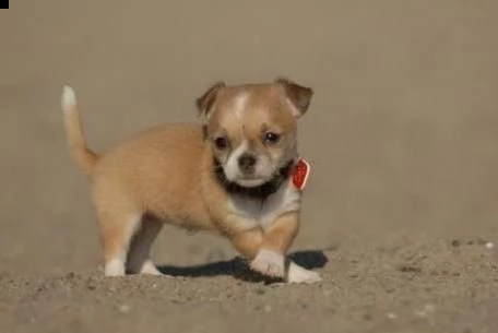 chihuahua mini toy