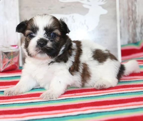 regalo bellissimi cuccioli allevati shih-tzu, colore bianco e nero.