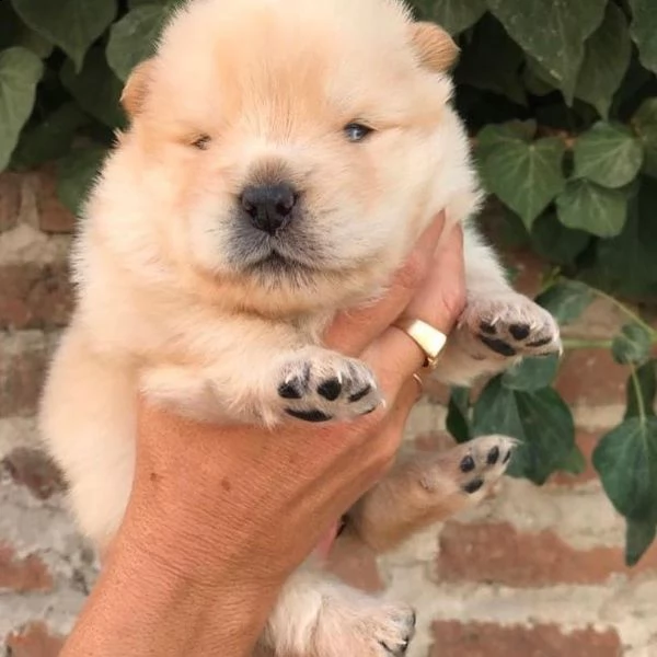 cuccioli chow chow disponibili per adozione