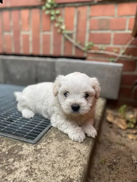 maltese | Foto 0