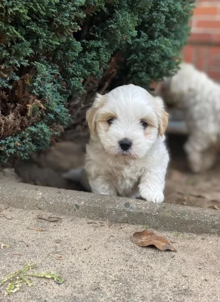 maltese