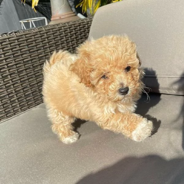 cuccioli di barboncino  femminucce e maschietti disponibili .