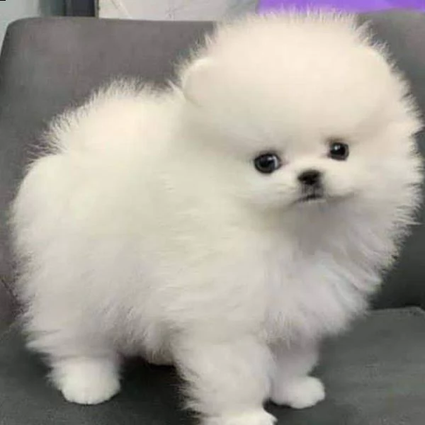 cuccioli di pomerania in adozione