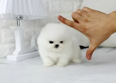 cuccioli di spitz di pomerania toy