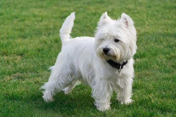 regalo adorabili cuccioli  west highland terrier bianco  femminucce e maschietti