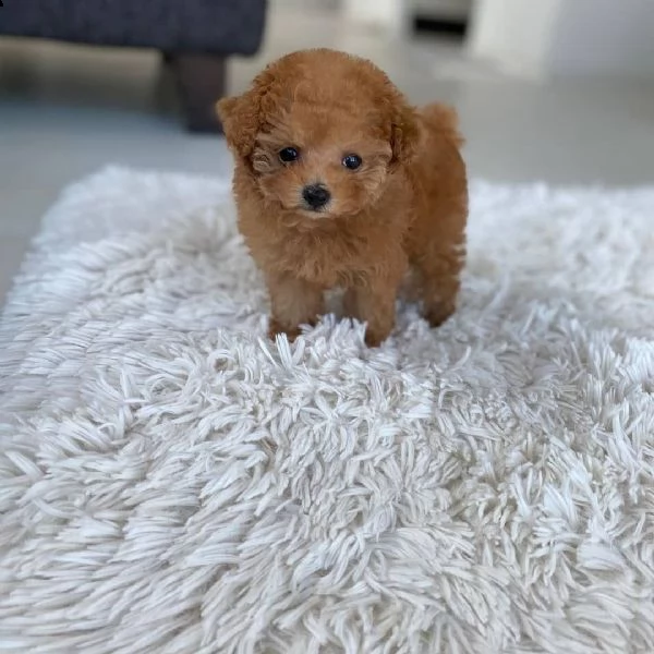 cuccioli di barboncino  femminucce e maschietti disponibili .