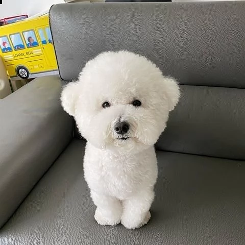 regalo bichon cuccioli meravigliosi ! 