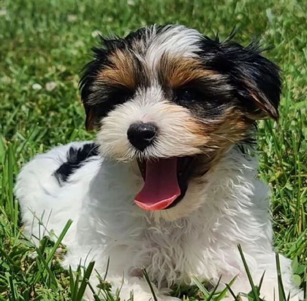 regalo cuccioli shih tzu .