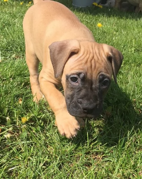 regalo estremamente carino cuccioli di boxer per l'adozione .