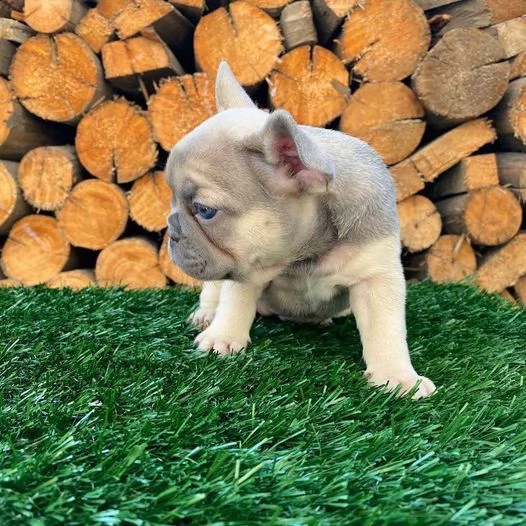 cuccioli di bulldog francese blu occhi azzurri | Foto 0