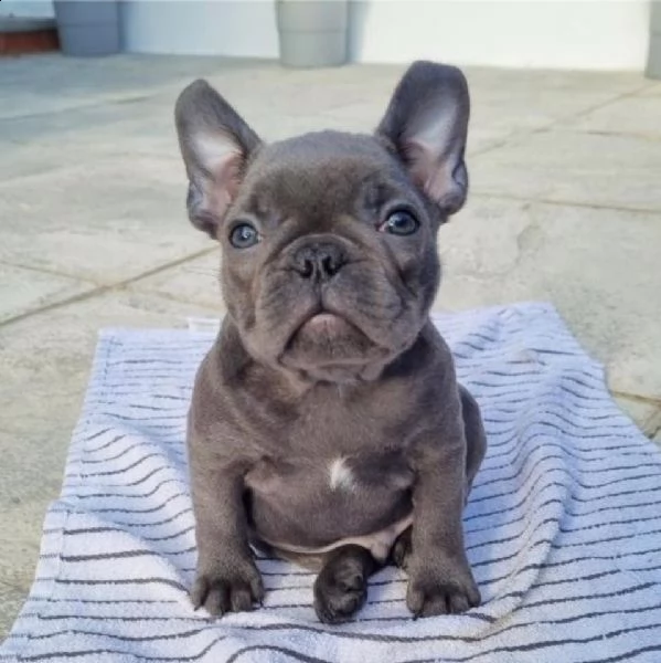 cuccioli di bulldog francese blu occhi azzurri