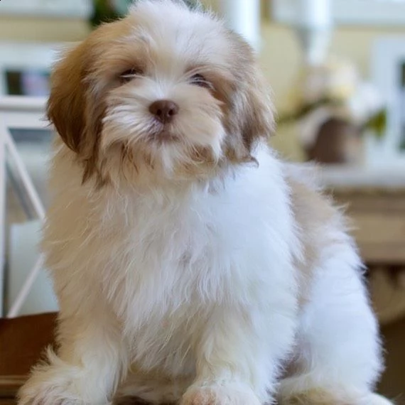 regalo bellissimi cuccioli allevati shih-tzu, colore bianco e nero.