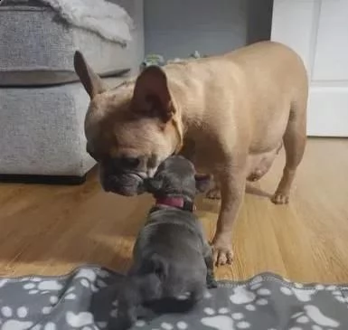 cuccioli di bulldog francese per l'adozione