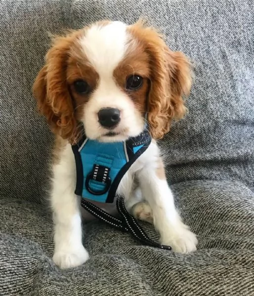  cuccioli di cavalier king  femminucce e maschietti per l'adozione