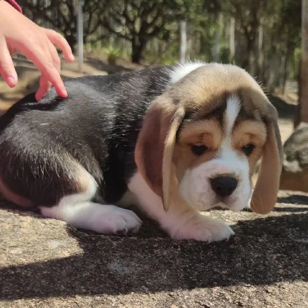 regalo beagle cuccioli meravigliosi ! 